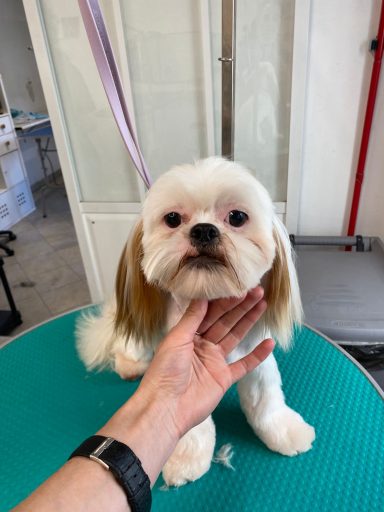 Shih Tzu