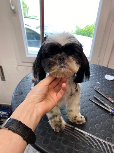Shih Tzu