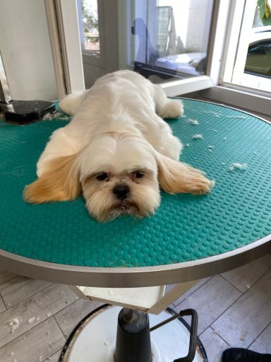Shih Tzu