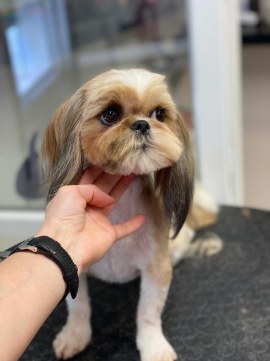 Shih Tzu