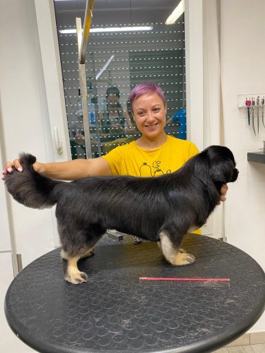 Tibet Spaniel