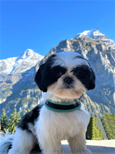 Shih Tzu