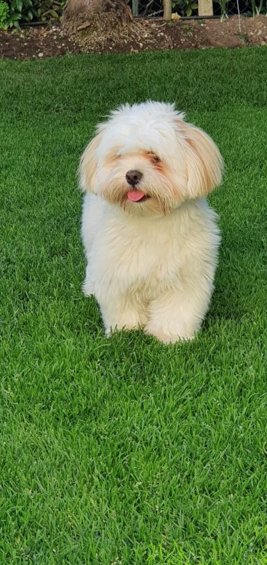 Lhasa Apso