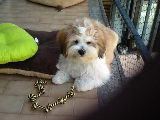 Lhasa Apso