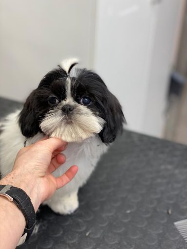 Lhasa Apso