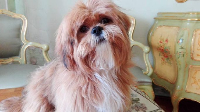 Lhasa Apso