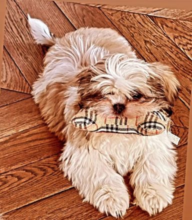 Shih Tzu