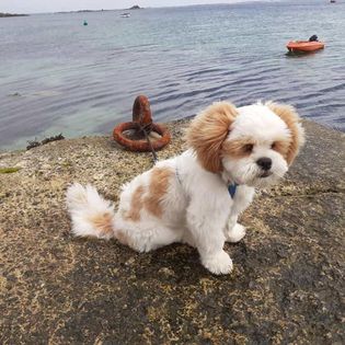 Lhasa Apso