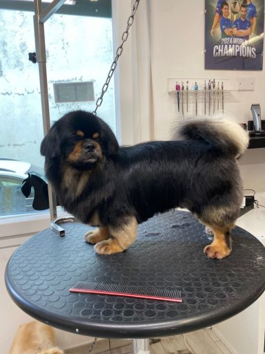 Tibet Spaniel