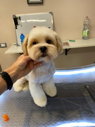 Lhasa Apso