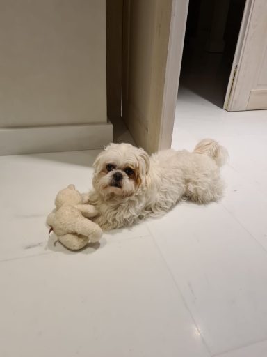 Shih Tzu