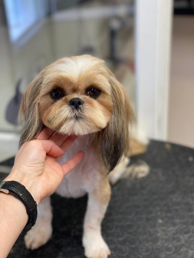 Shih Tzu