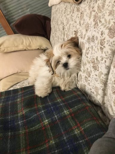 Lhasa Apso