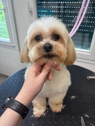 Lhasa Apso