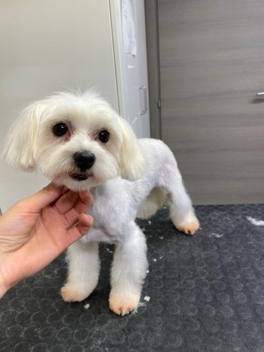 Maltese