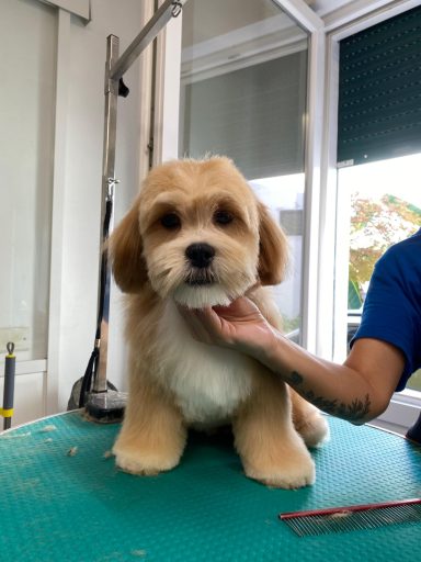 Lhasa Apso