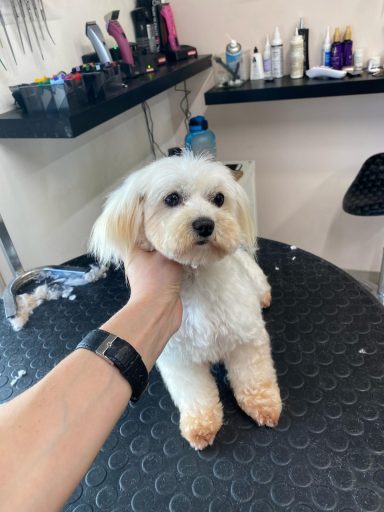 Maltese