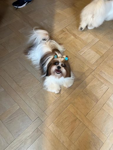Shih Tzu