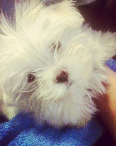 Maltese