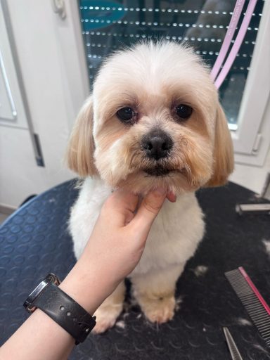 Lhasa Apso