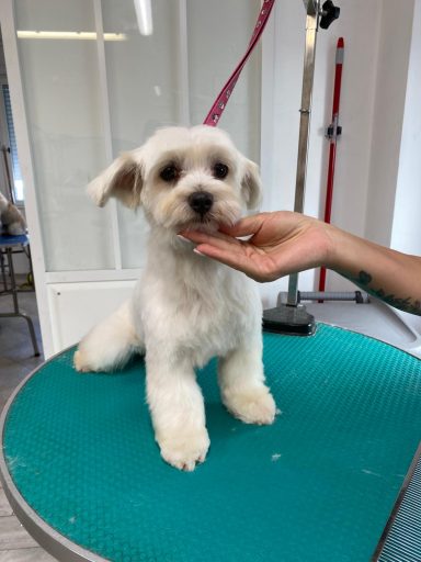 Maltese