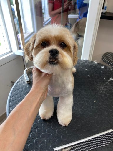 Shih Tzu