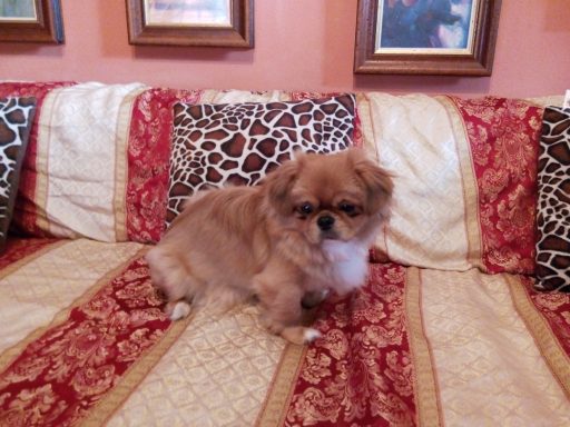 Tibet Spaniel