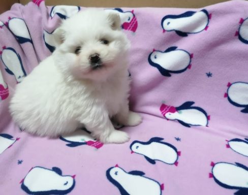 Pomeranian