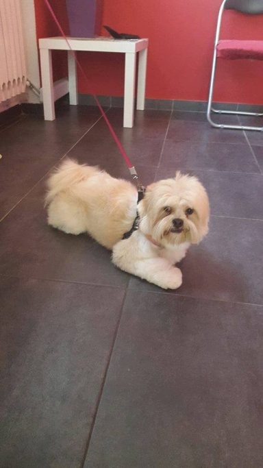 Lhasa Apso