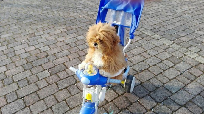 Lhasa Apso