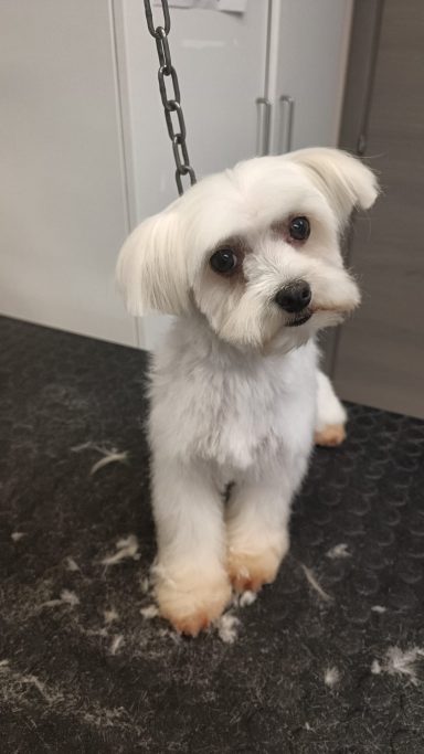 Maltese