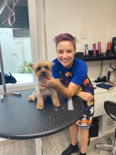 Yorkshire Terrier