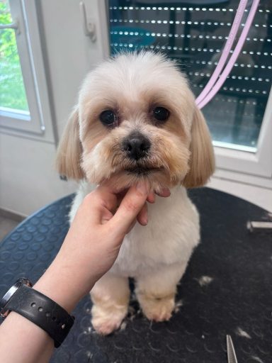 Lhasa Apso