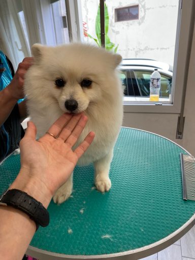 Pomerania