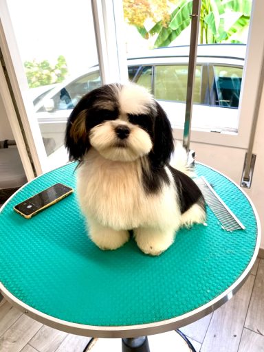 Lhasa Apso