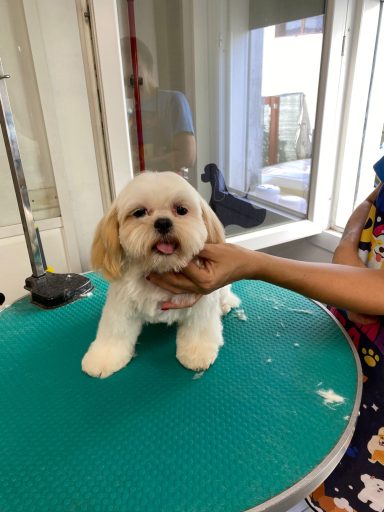 Shih Tzu