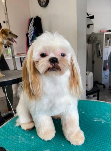 Shih Tzu