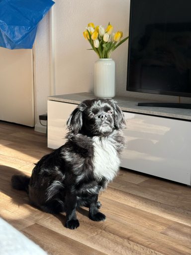 Tibet Spaniel