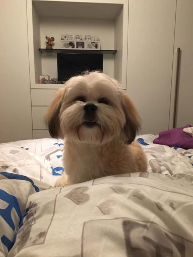 Lhasa Apso