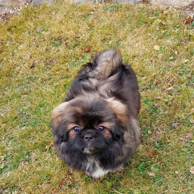 Tibet Spaniel