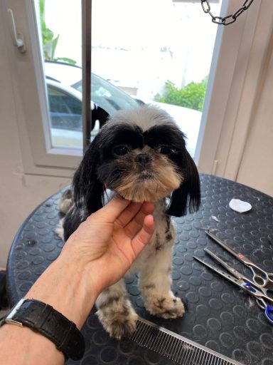 Shih Tzu