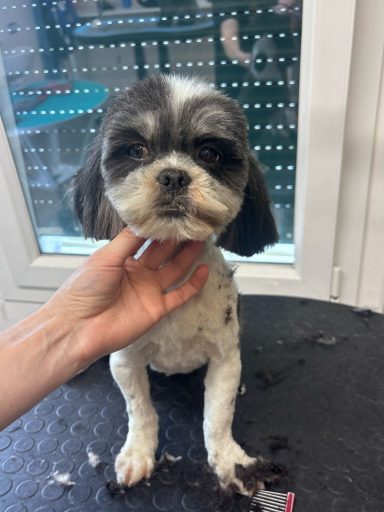Shih Tzu
