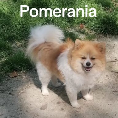Pomeranian