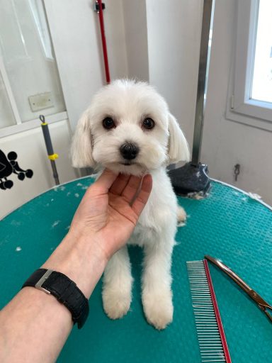 Maltese