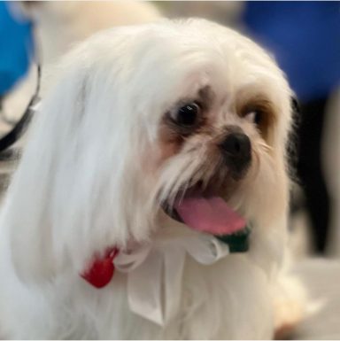 Shih Tzu