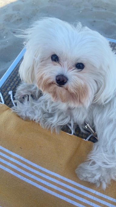 Maltese