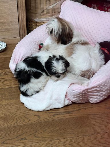 Shih Tzu