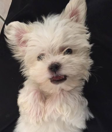 Maltese