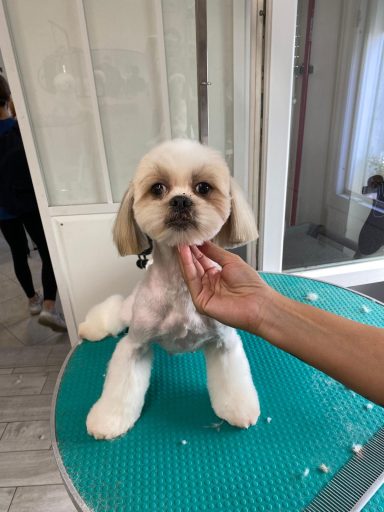 Shih Tzu