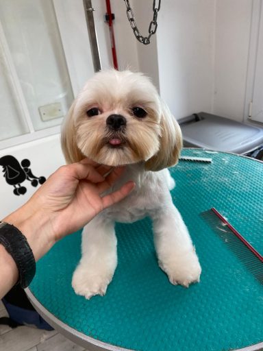 Shih Tzu